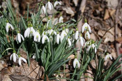 Perce-neige, Goutte de lait, Clochette d'hiver, Ga Galanthus nivalis L., 1753