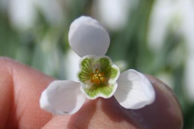 Perce-neige, Goutte de lait, Clochette d'hiver, Ga Galanthus nivalis L., 1753