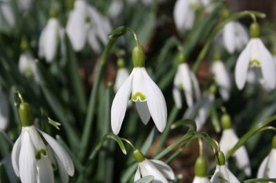 Perce-neige, Goutte de lait, Clochette d'hiver, Ga Galanthus nivalis L., 1753