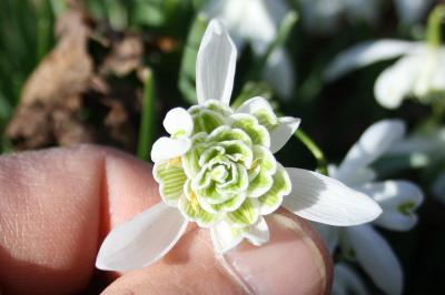 Perce-neige, Goutte de lait, Clochette d'hiver, Ga Galanthus nivalis L., 1753