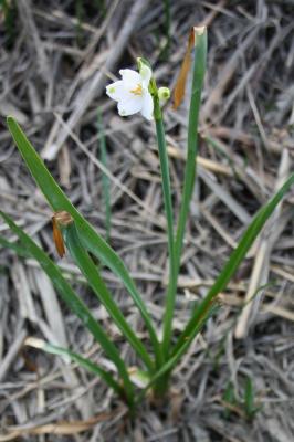 Nivéole d'été Leucojum aestivum L., 1759