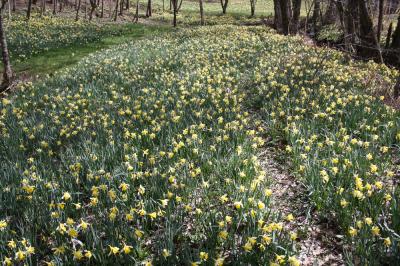Jonquille des bois Narcissus pseudonarcissus L., 1753