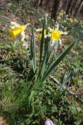 Jonquille des bois Narcissus pseudonarcissus L., 1753