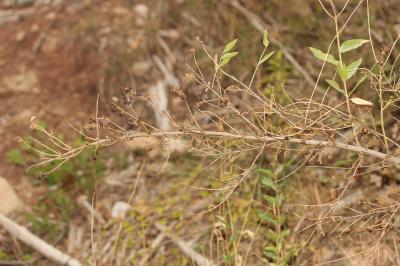 Corroyère à feuilles de myrte, Redoul, Herbe-aux-t Coriaria myrtifolia L., 1753