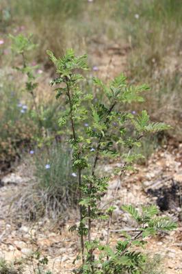 Sumac des corroyeurs, Vinaigrier Rhus coriaria L., 1753