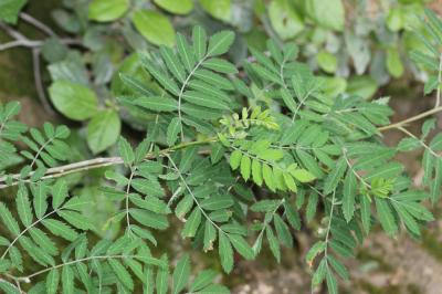 Sumac des corroyeurs, Vinaigrier Rhus coriaria L., 1753