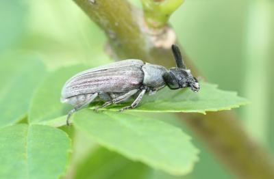 Ripiphore de Dufour Ptilophorus dufourii (Latreille, 1817)