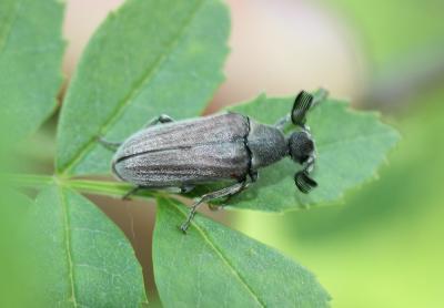 Ripiphore de Dufour Ptilophorus dufourii (Latreille, 1817)