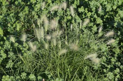 Pennisetum hérissé Cenchrus longisetus M.C.Johnst., 1963