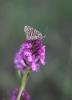 Mélitée du Plantain (La), Déesse à ceinturons (La) Melitaea cinxia (Linnaeus, 1758)
