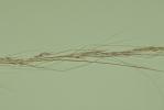  Nassella tenuissima (Trin.) Barkworth, 1990