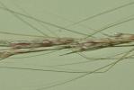  Nassella tenuissima (Trin.) Barkworth, 1990