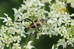  Pachyta quadrimaculata (Linnaeus, 1758)
