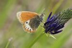 Fadet forésien (Le), Satyrion du Forez (Le) Coenonympha gardetta gardetta (Prunner, 1798)