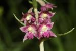Épipactis rouge sombre, Épipactis brun rouge, Épip Epipactis atrorubens (Hoffm.) Besser, 1809