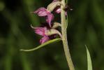 Épipactis rouge sombre, Épipactis brun rouge, Épip Epipactis atrorubens (Hoffm.) Besser, 1809
