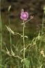 Géranium brun Geranium phaeum L., 1753