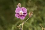 Géranium brun Geranium phaeum L., 1753