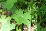 Géranium brun Geranium phaeum L., 1753