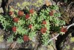 Orpin rose, Rhodiole rose Rhodiola rosea L., 1753