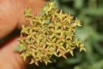 Orpin rose, Rhodiole rose Rhodiola rosea L., 1753