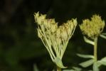 Orpin rose, Rhodiole rose Rhodiola rosea L., 1753