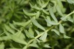 Orpin rose, Rhodiole rose Rhodiola rosea L., 1753