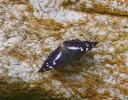 Grand mars changeant (Le), Grand Mars (Le), Chatoy Apatura iris (Linnaeus, 1758)