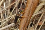  Rhodanthidium infuscatum (Erichson, 1835)