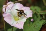  Rhodanthidium infuscatum (Erichson, 1835)