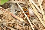  Rhodanthidium infuscatum (Erichson, 1835)