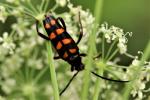 Lepture couleur d'or Leptura aurulenta Fabricius, 1792