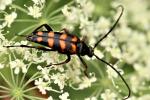 Lepture couleur d'or Leptura aurulenta Fabricius, 1792