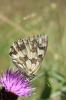 Demi-Deuil (Le), Échiquier (L'), Échiquier commun  Melanargia galathea (Linnaeus, 1758)