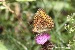 Grand Nacré (Le), Aglaé (L'), Moyen-Nacré (Le) Speyeria aglaja (Linnaeus, 1758)