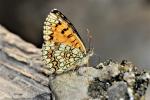 Mélitée du Mélampyre (La), Damier Athalie (Le) Melitaea athalia (Rottemburg, 1775)