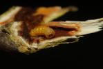  Saperda populnea (Linnaeus, 1758)