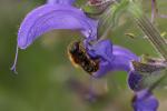  Osmia aurulenta (Panzer, 1799)