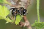  Osmia melanogaster Spinola, 1808