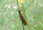  Dinocras cephalotes (Curtis, 1827)