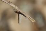  Choroterpes picteti (Eaton, 1871)