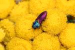  Anthaxia ignipennis Abeille de Perrin, 1882