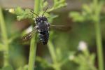  Coelioxys Latreille, 1809