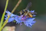  Megachile albisecta (Klug, 1817)