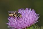  Megachile albisecta (Klug, 1817)
