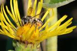  Megachile albisecta (Klug, 1817)