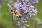  Megachile melanopyga Costa, 1863
