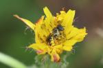  Osmia spinulosa (Kirby, 1802)
