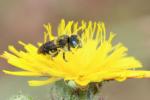  Osmia spinulosa (Kirby, 1802)