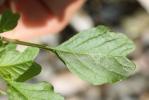 Amarante livide, Amarante Blite Amaranthus blitum L., 1753